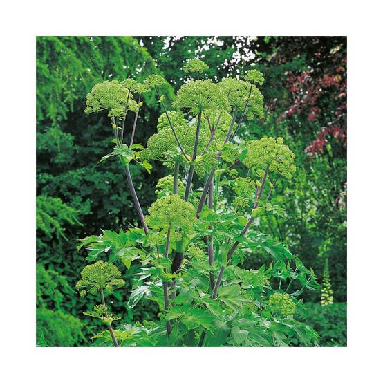 Angélique - Prêt à consommer - Image 4