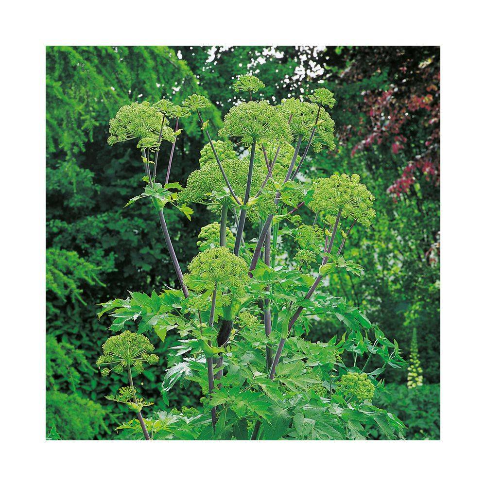 Angélique - Prêt à consommer - Image 4