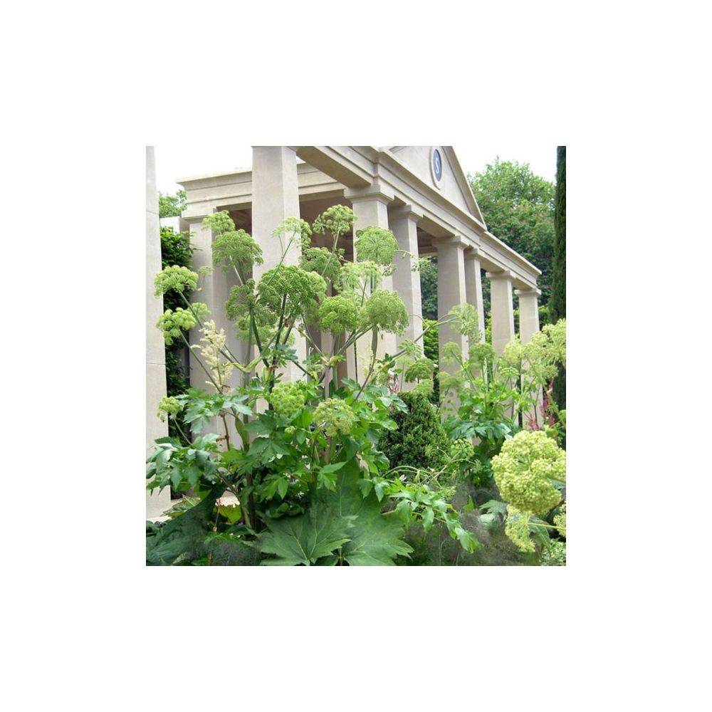 Angélique - Prêt à consommer - Image 1