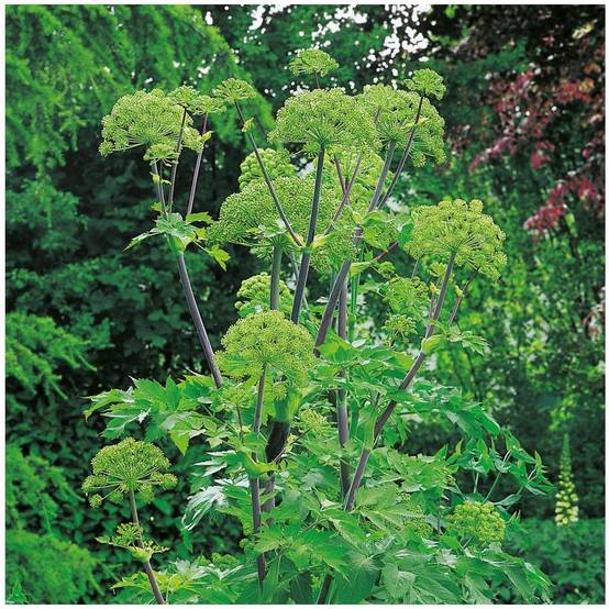 Angélique - Prêt à consommer - Image 7
