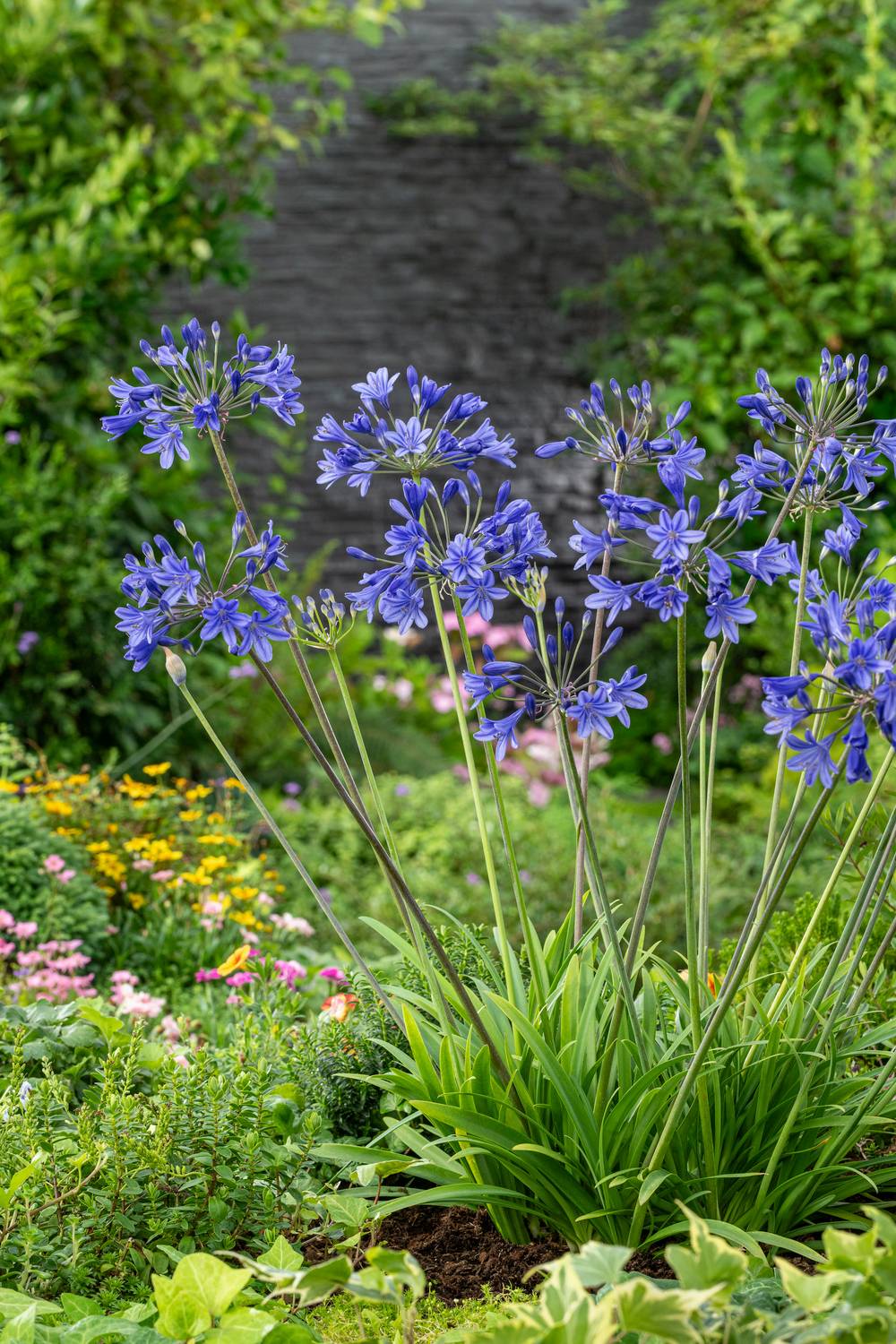 Agapanthus 'Brilliant Blue' - Agapanthe