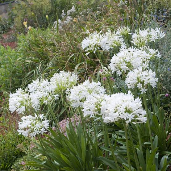 Agapanthus umbellatus 'Albus' - Agapanthe - Image 2