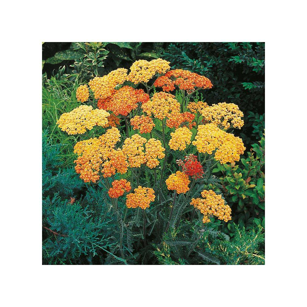 Achillea millefolium 'Desert Eve Terracotta' - Achillée - Image 1