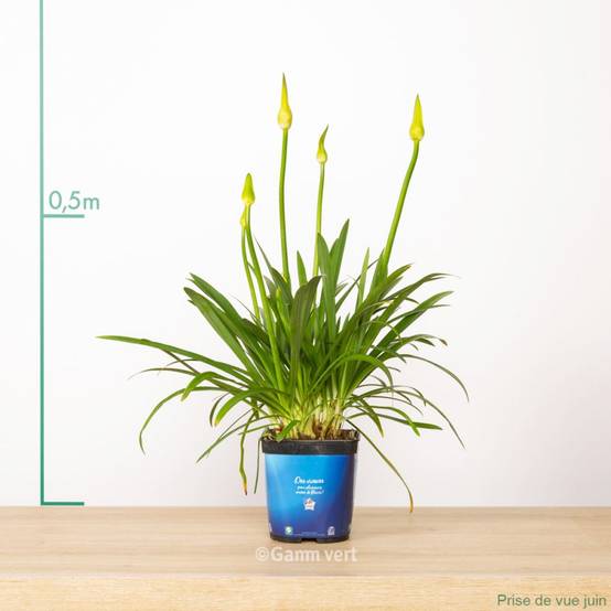Agapanthus 'Timaru' - Agapanthe - Image 5
