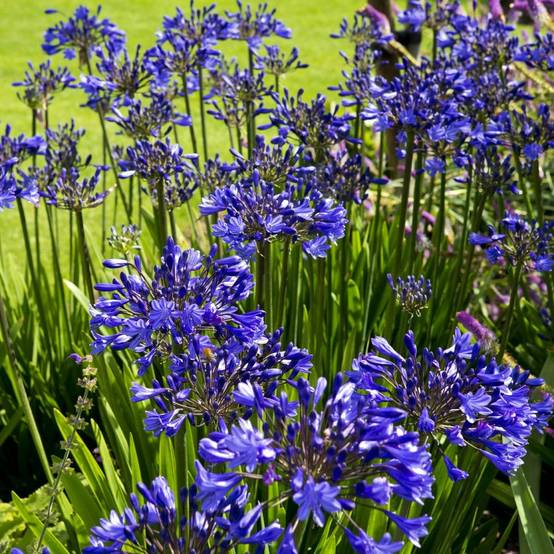 Agapanthus 'Timaru' - Agapanthe - Image 4