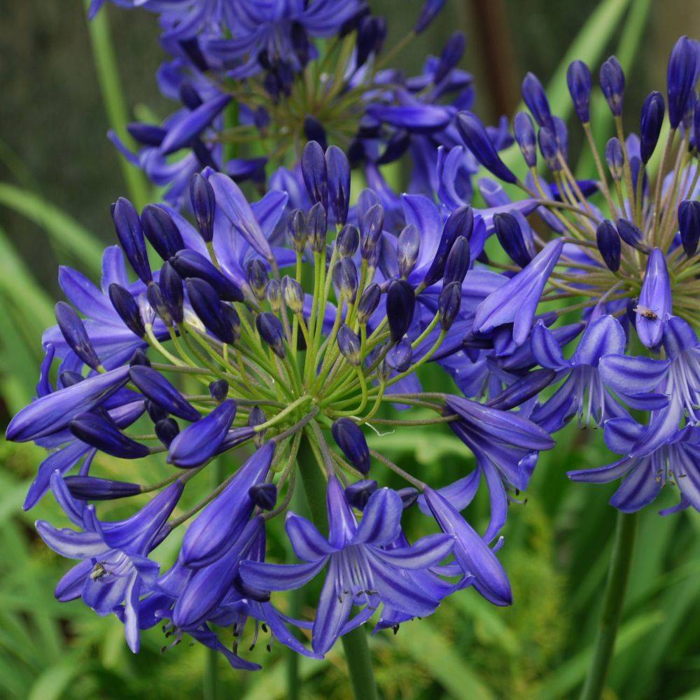 Agapanthus 'Northern Star' - Agapanthe - Image 4