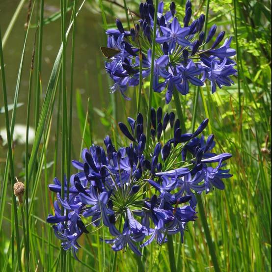 Agapanthus 'Northern Star' - Agapanthe - Image 1