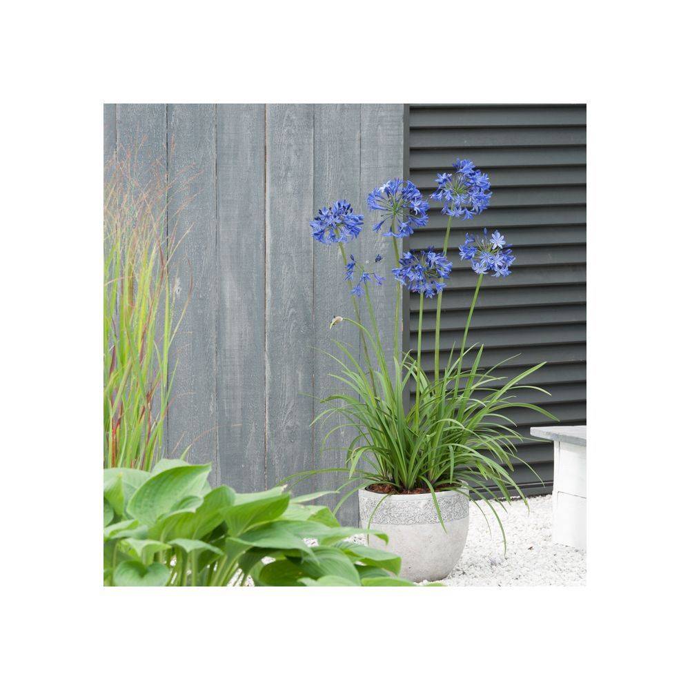 Agapanthus 'Northern Star' - Agapanthe - Image 3