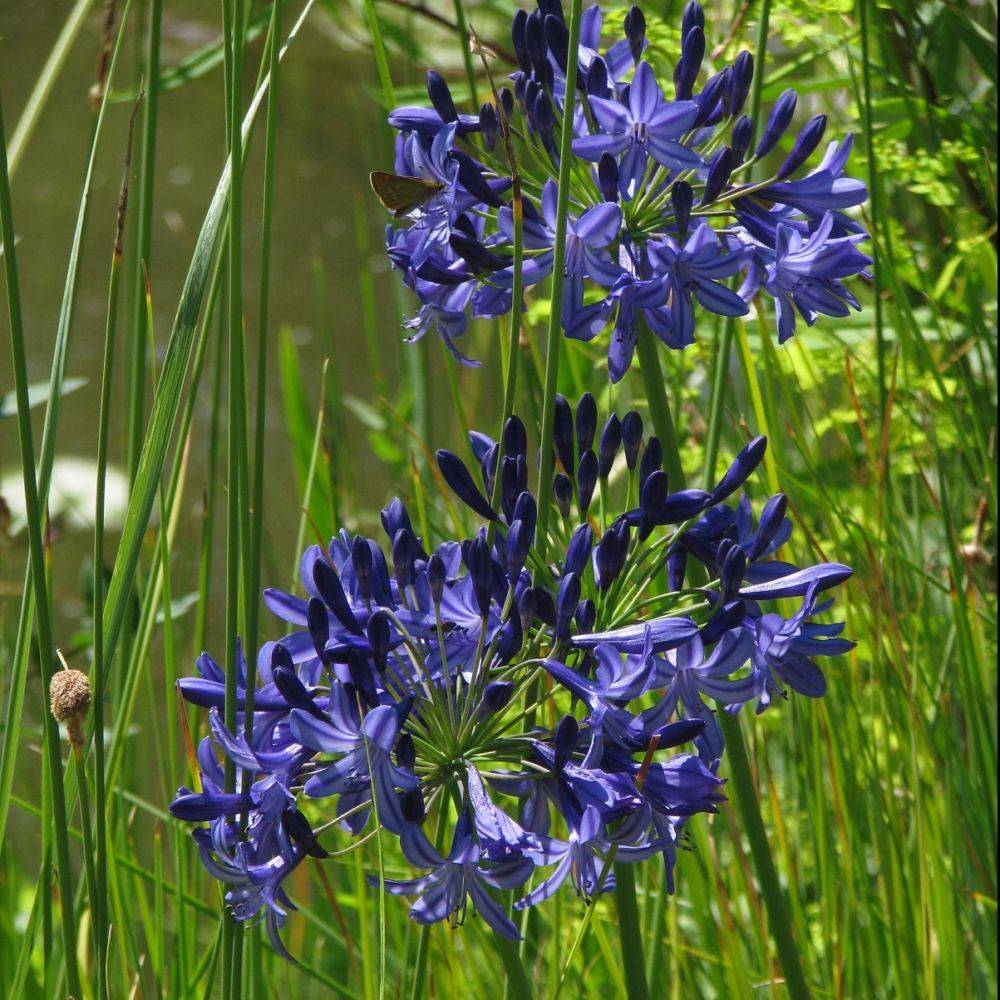 Agapanthus 'Northern Star' - Agapanthe - Image 7