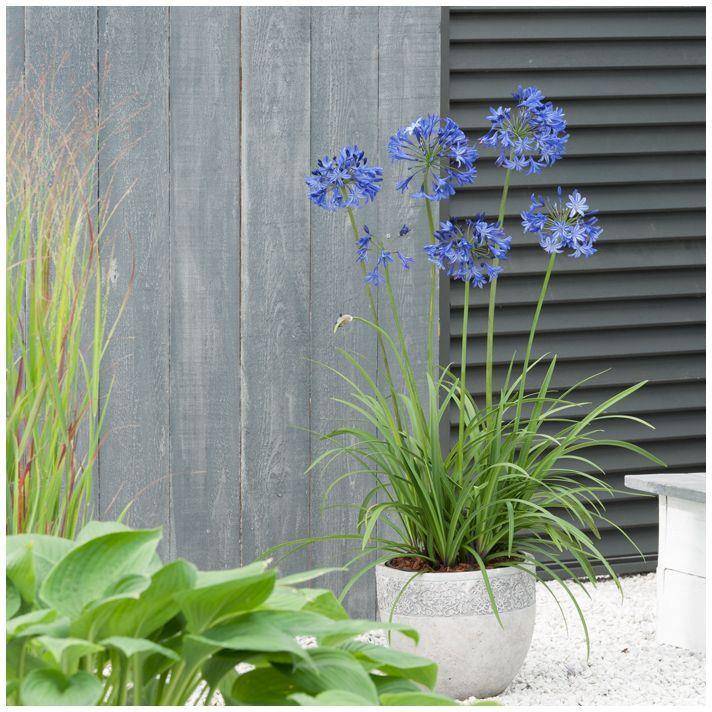 Agapanthus 'Northern Star' - Agapanthe - Image 6