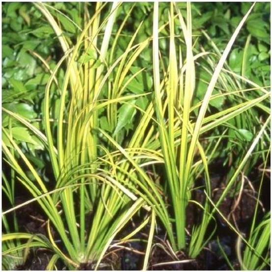 Acorus calamus 'Variegatus' - Graminée Acore panaché - Image 7