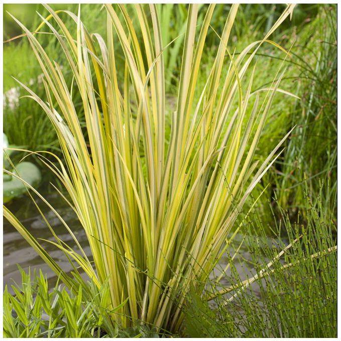 Acorus calamus 'Variegatus' - Graminée Acore panaché - Image 4
