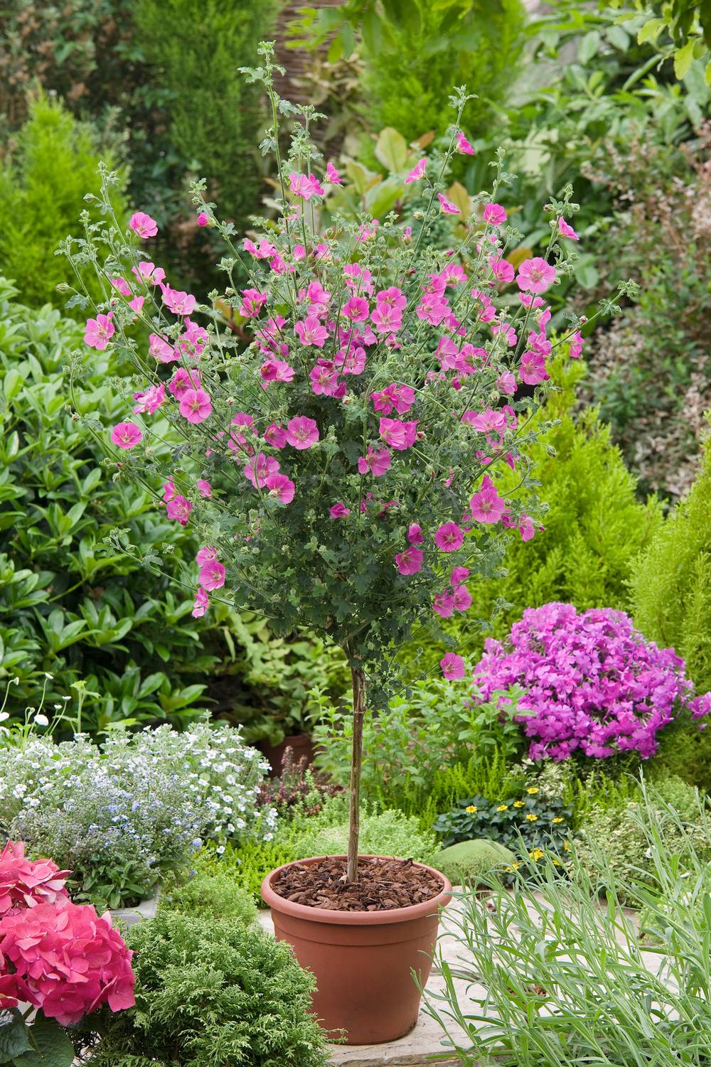 Lavatère naine - Anisodontea