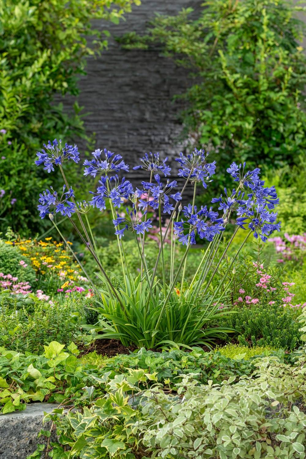 Agapanthus 'Charlotte' - Agapanthe