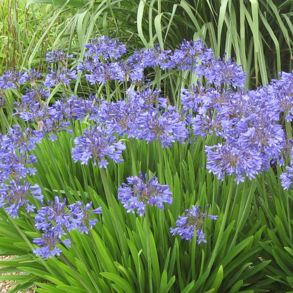Agapanthus 'Pitchoune Blue' - Agapanthe - Image 3