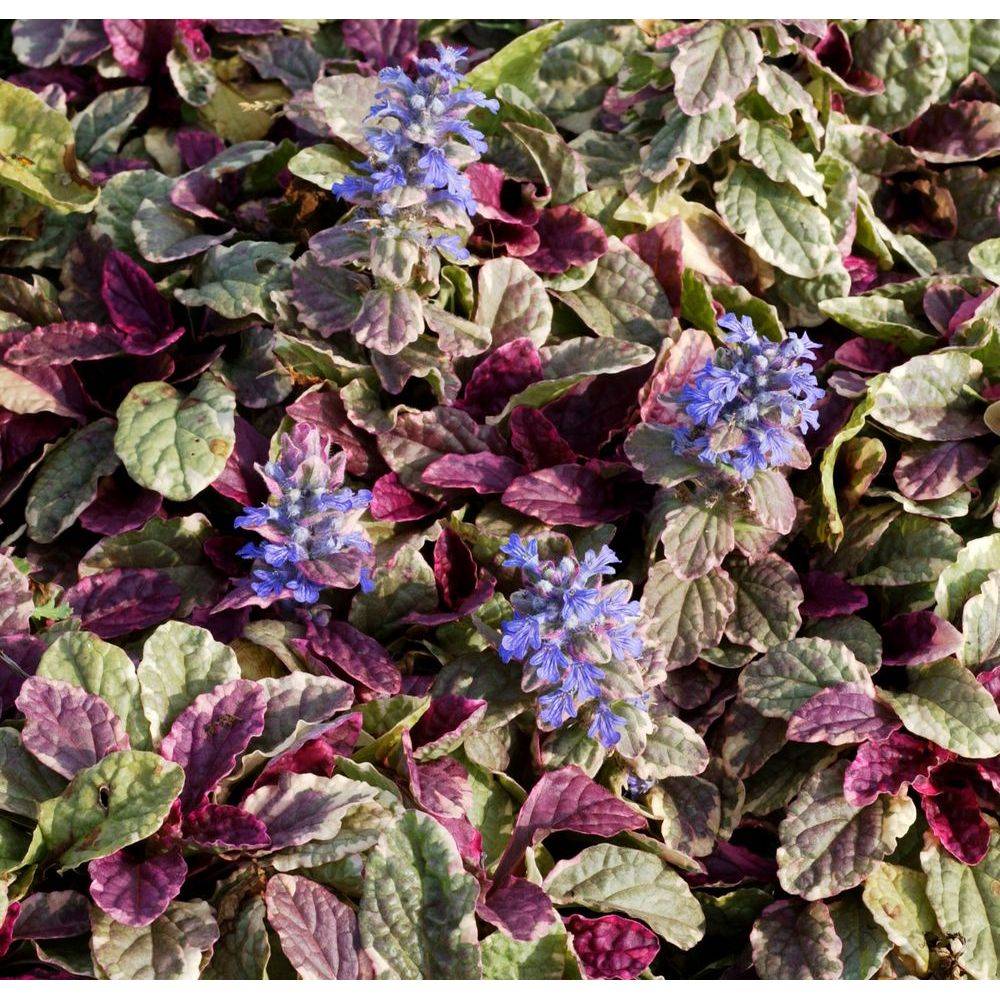 Ajuga reptans 'Burgundy Glow' - Buggle - Image 1