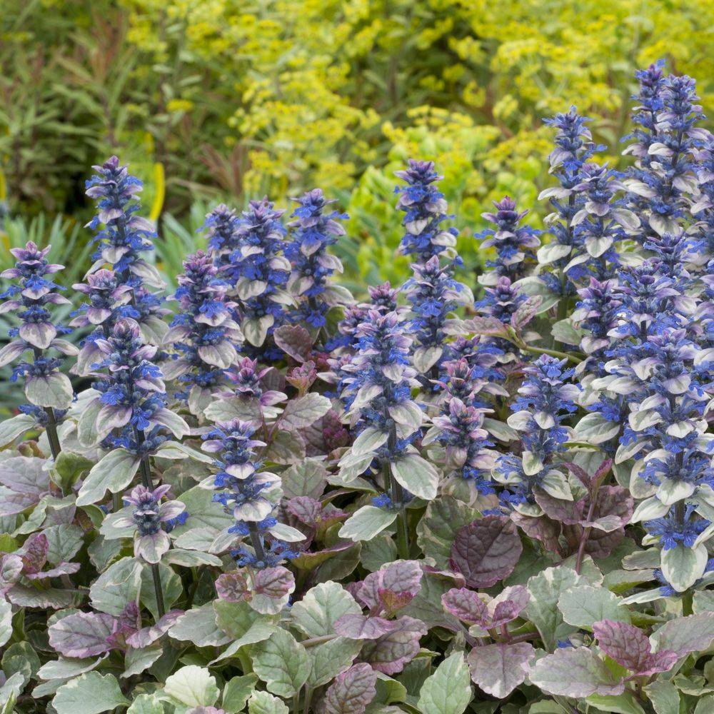 Ajuga reptans 'Burgundy Glow' - Buggle - Image 4