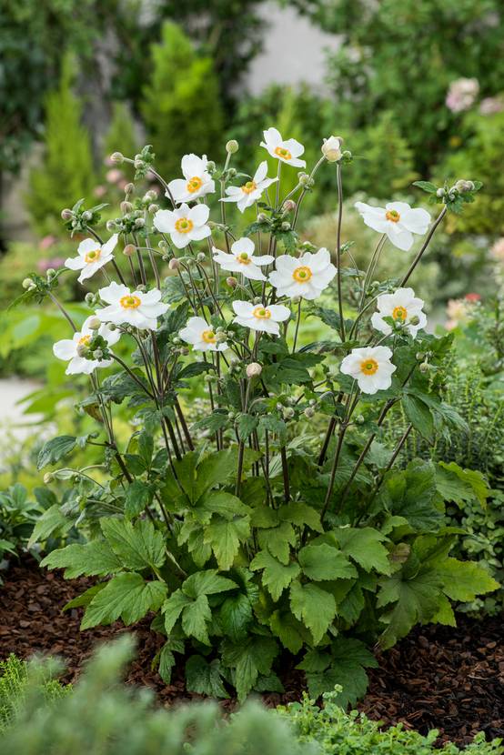 Anémone hupehensis 'Honorine Jobert'