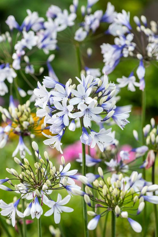 Agapanthus 'Twister' - Agapanthe