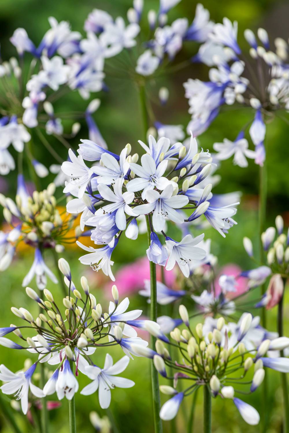 Agapanthus 'Twister' - Agapanthe
