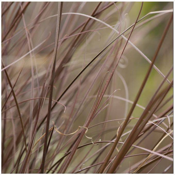Carex buchananii - Graminée Laîche - Image 15