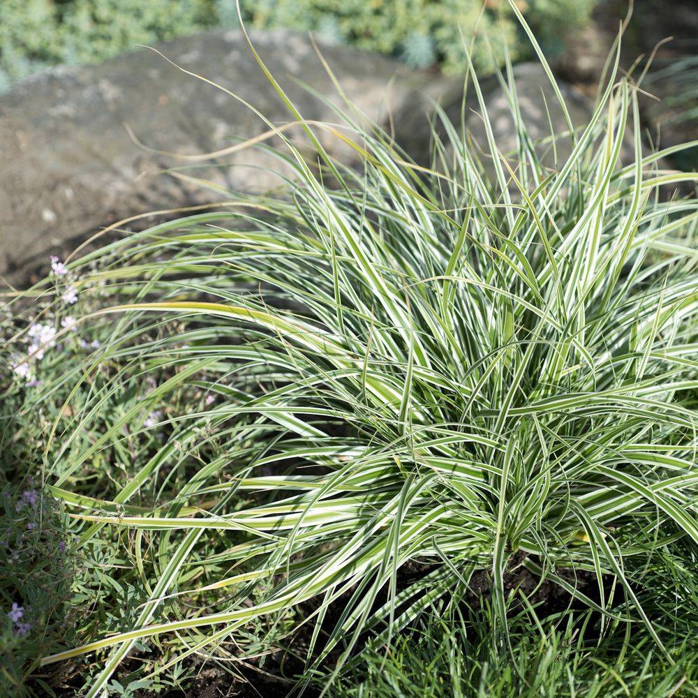 Carex oshimensis 'Everest' - Graminée Laîche d'Oshima 'Everest' - Image 1