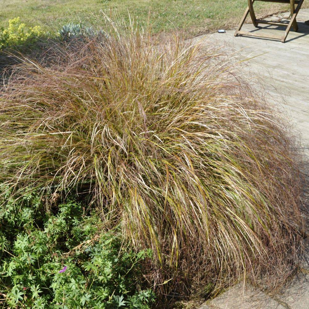 Carex comans 'Bronze Form' - Graminée Laîche - Image 4