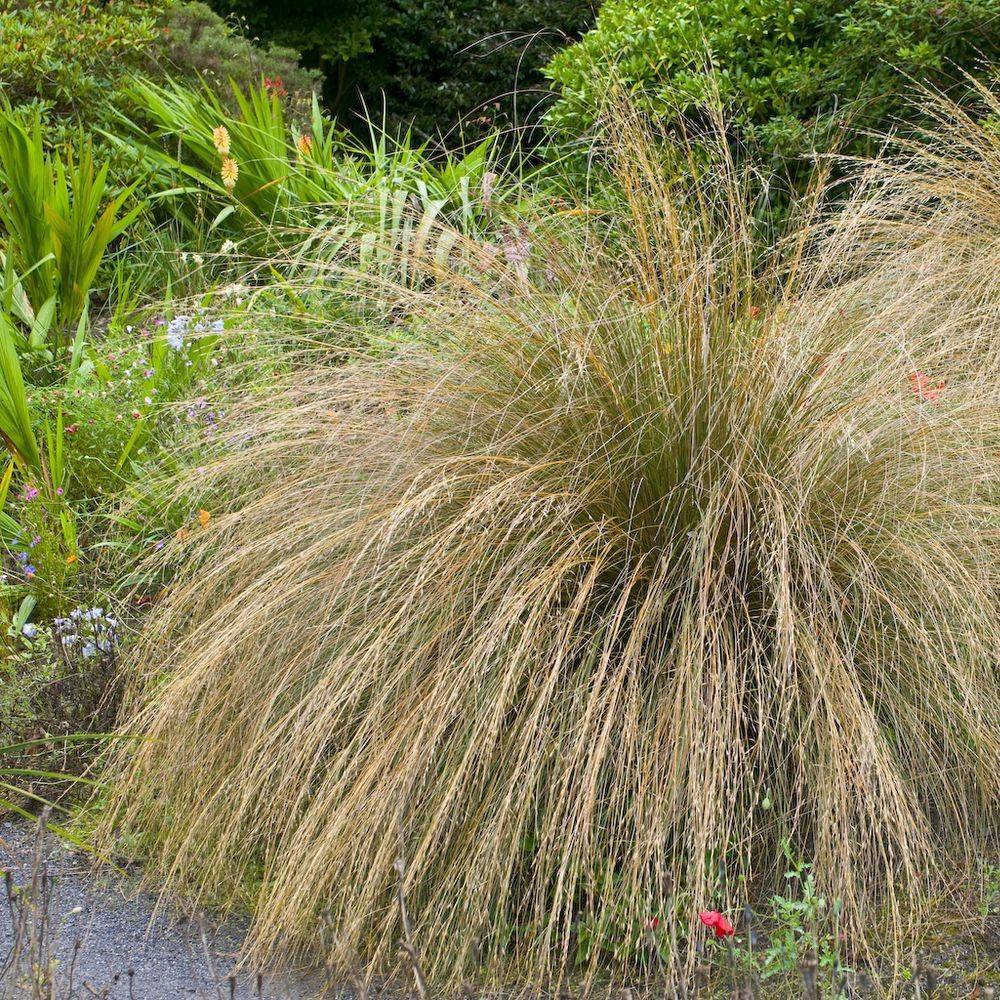 Carex comans 'Bronze Form' - Graminée Laîche - Image 1