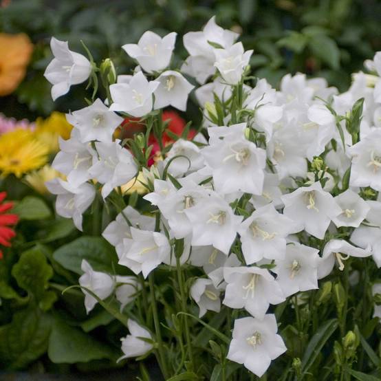 Campanula persicifolia 'Alba' - Campanule - Image 2