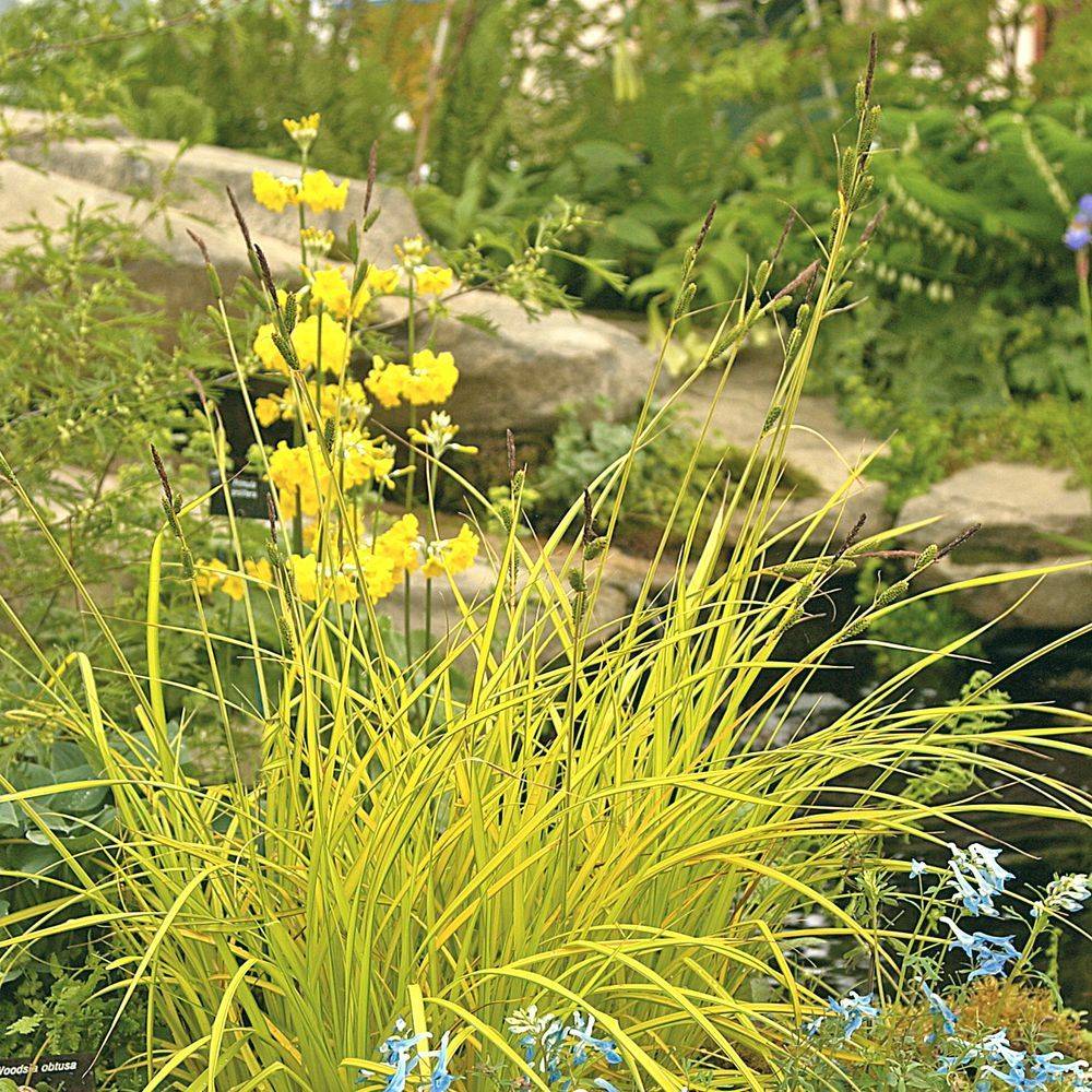 Carex elata' Aurea' - Graminée Laîche dorée - Image 1