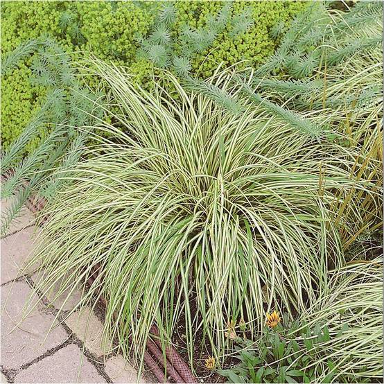 Carex oshimensis 'Evergold' - Graminée Laîche japonaise - Image 8