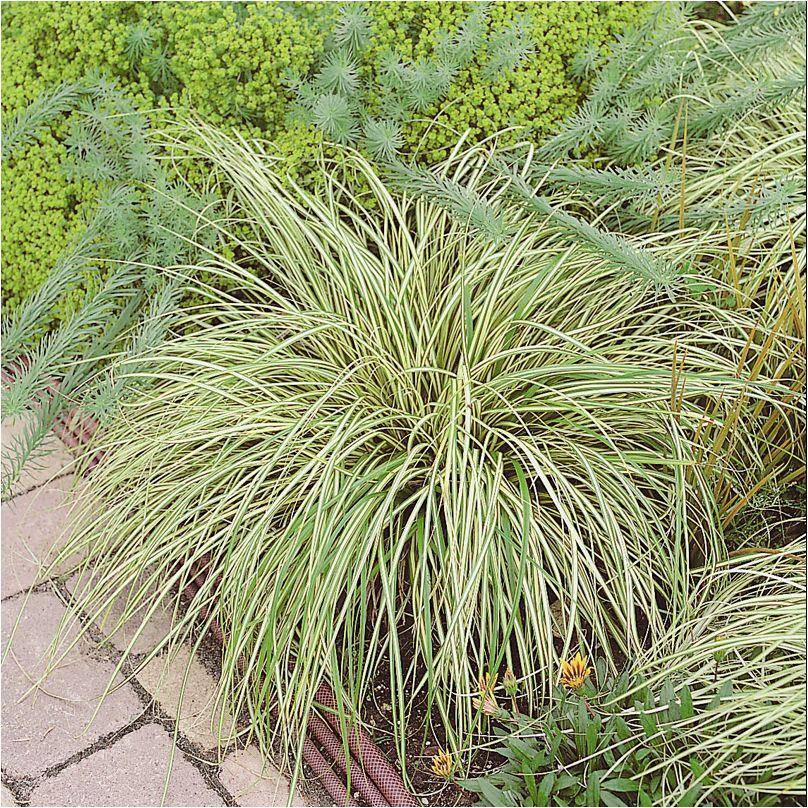 Carex oshimensis 'Evergold' - Graminée Laîche japonaise - Image 8