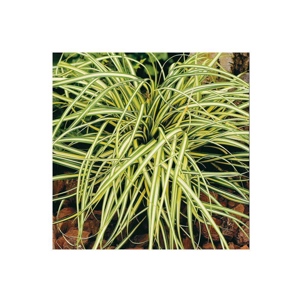 Carex oshimensis 'Evergold' - Graminée Laîche japonaise