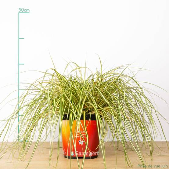 Carex oshimensis 'Evergold' - Graminée Laîche japonaise - Image 11