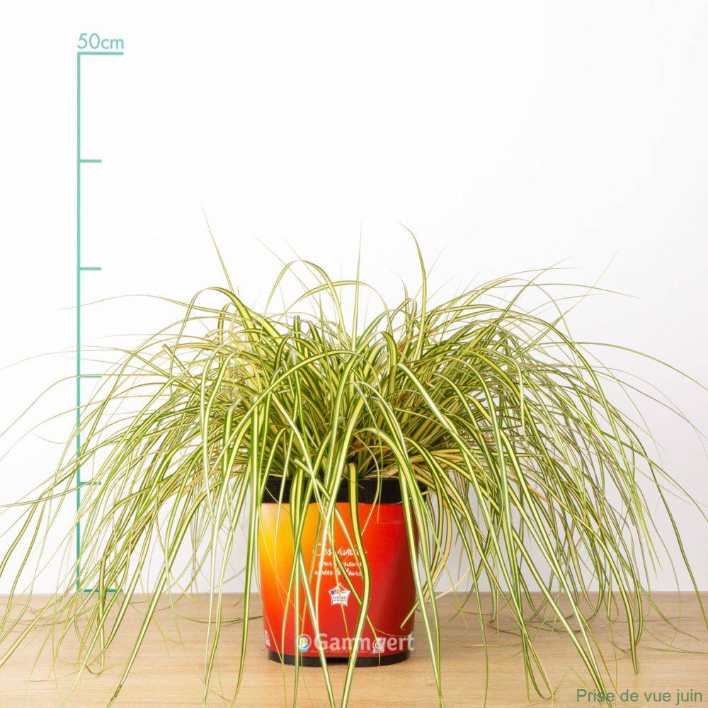 Carex oshimensis 'Evergold' - Graminée Laîche japonaise - Image 11