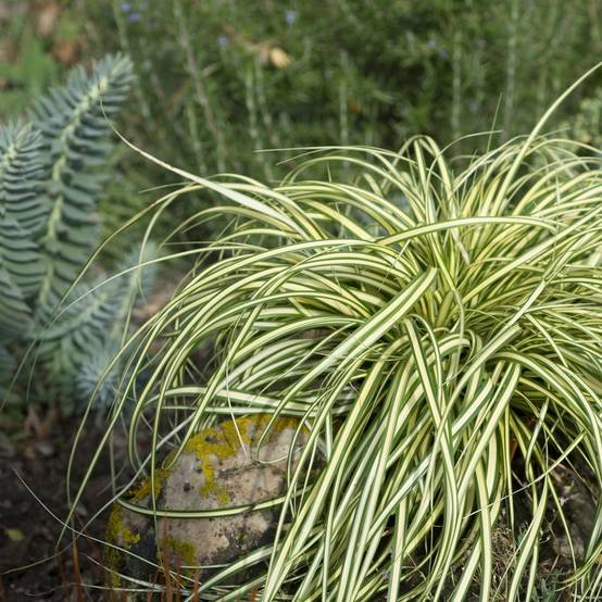Carex oshimensis 'Evergold' - Graminée Laîche japonaise - Image 12