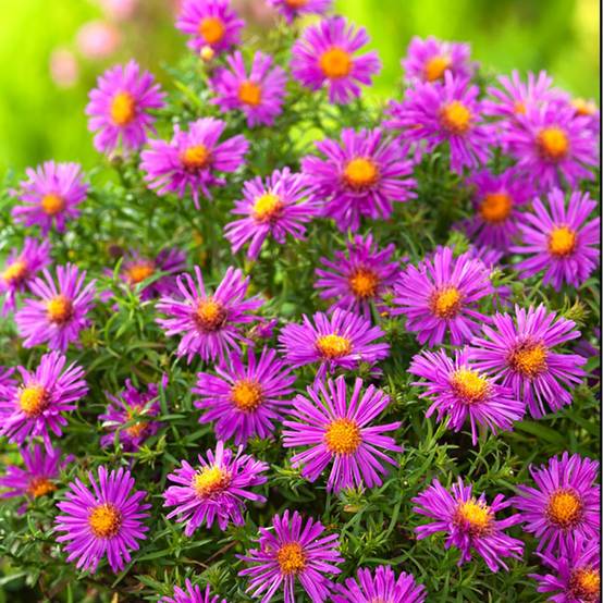 Aster dumosus 'Alice Haslam' - Image 2