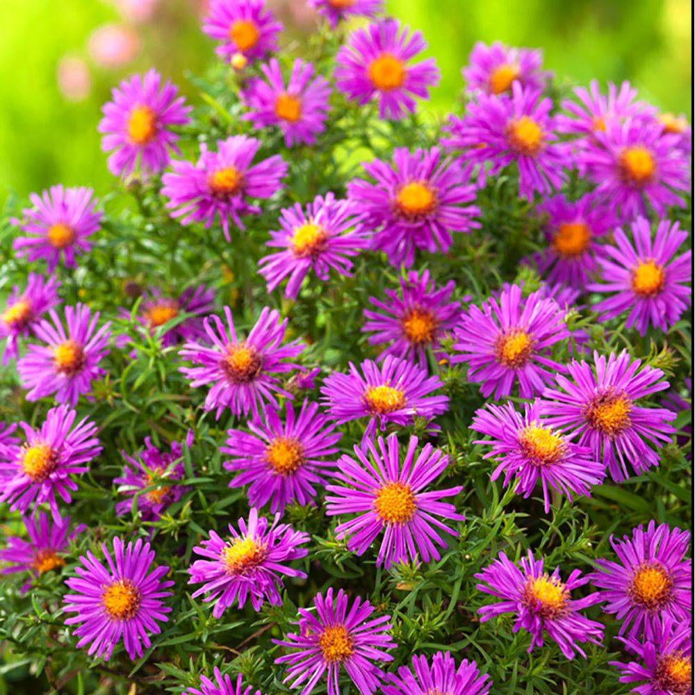 Aster dumosus 'Alice Haslam' - Image 2
