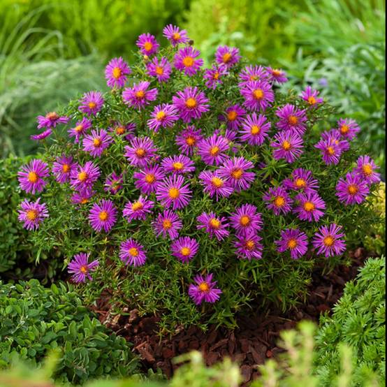 Aster dumosus 'Alice Haslam' - Image 8