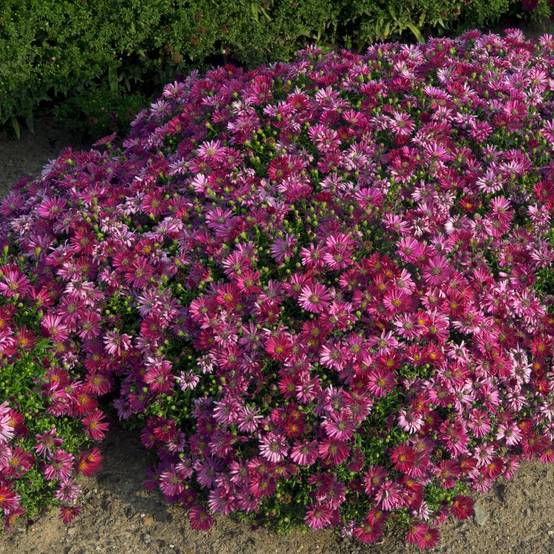 Aster dumosus 'Alice Haslam' - Image 6