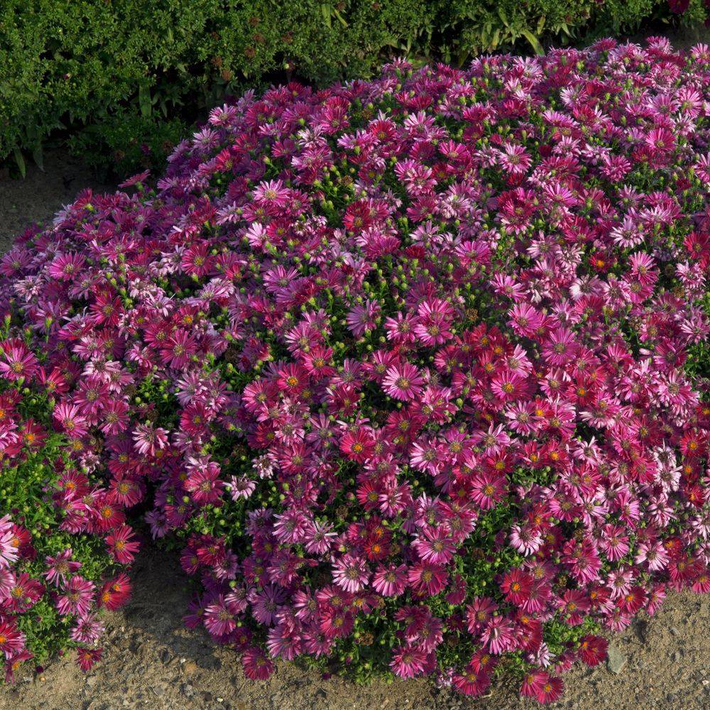 Aster dumosus 'Alice Haslam' - Image 6