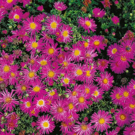 Aster dumosus 'Alice Haslam' - Image 7