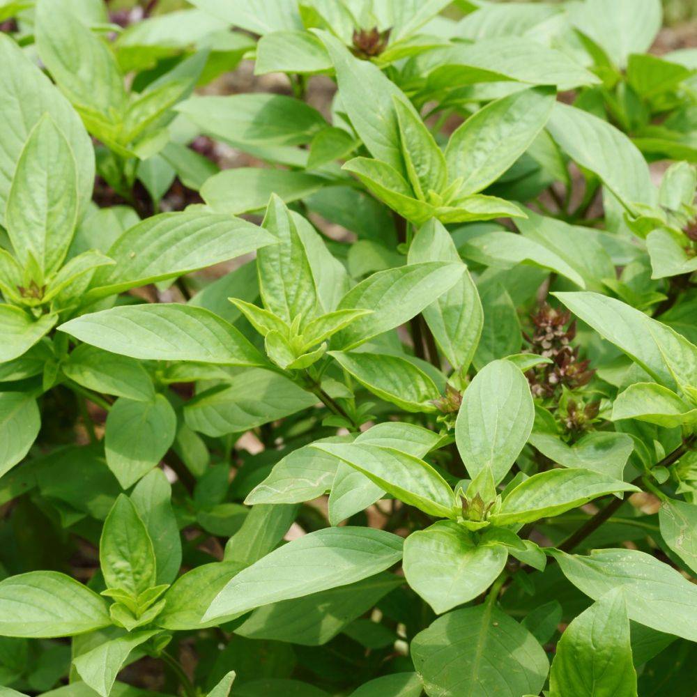 Basilic thai - Prêt à consommer - Image 3