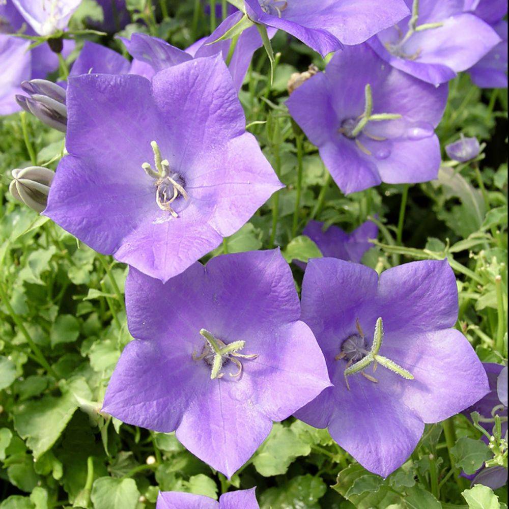 Campanula carpatica 'Blue' - Campanule - Image 5