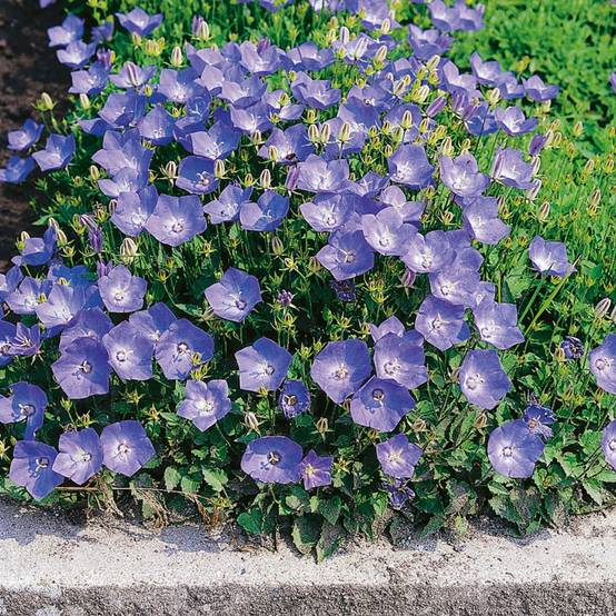 Campanula carpatica 'Blue' - Campanule - Image 4