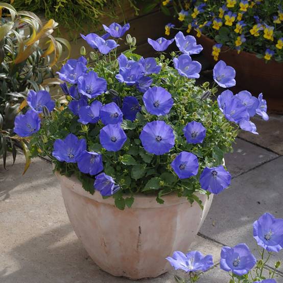 Campanula carpatica 'Blue' - Campanule - Image 6