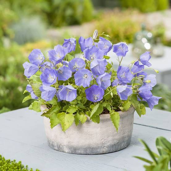 Campanula carpatica 'Blue' - Campanule - Image 3