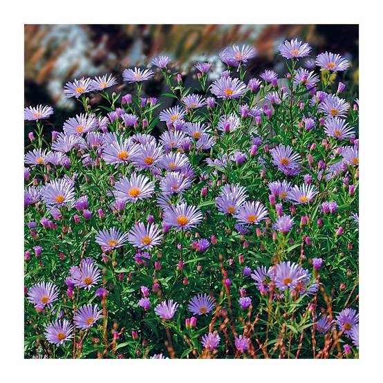 Aster tongolensis - Image 1