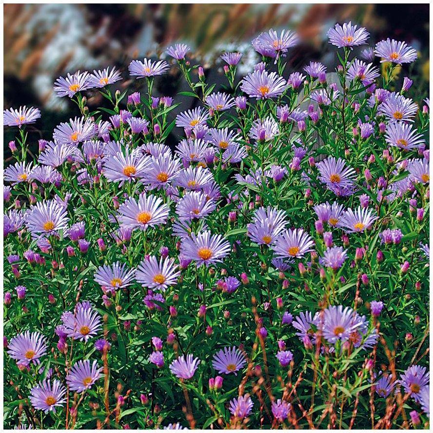 Aster tongolensis - Image 2