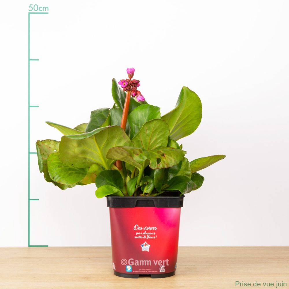 Bergenia 'Abendglut' - Plante des savetiers - Image 2